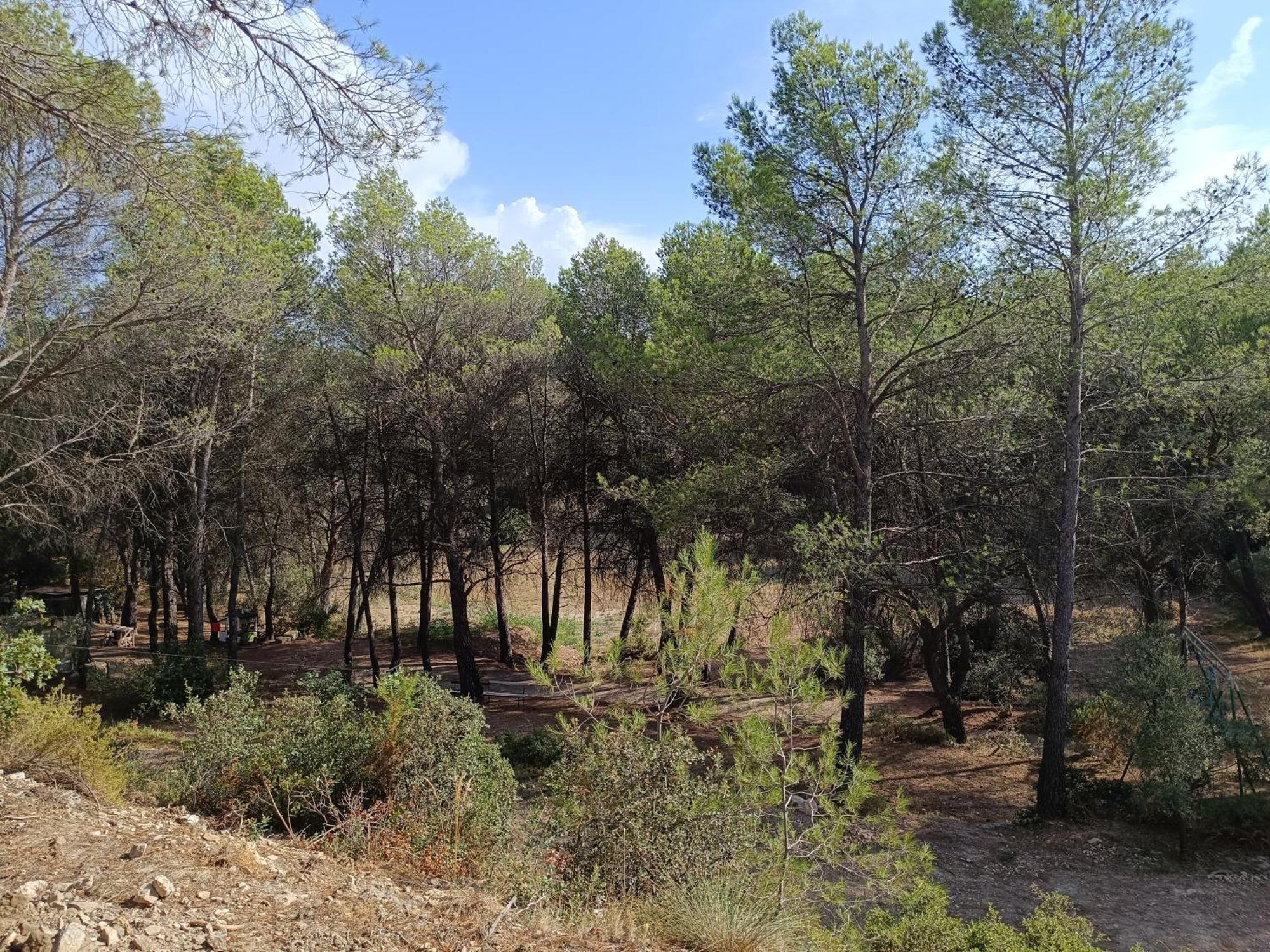 Apartment Escapade Sous Les Pins 20m2 *